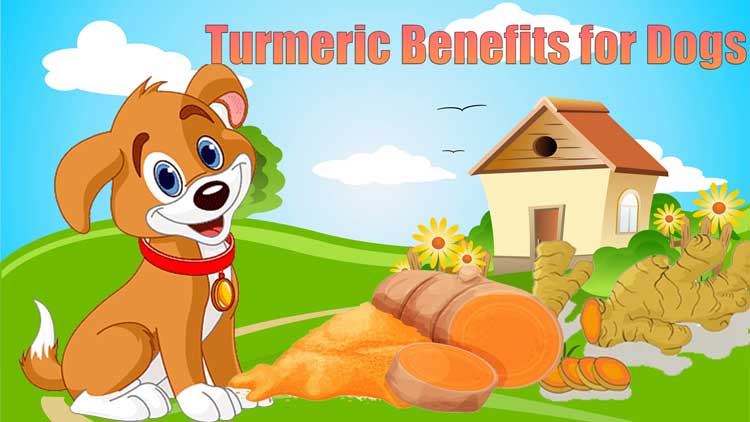 Turmeric for Dogs Benefits and Uses