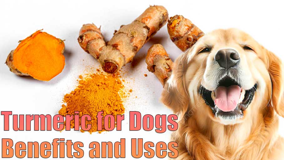 turmeric for dogs benefits and uses