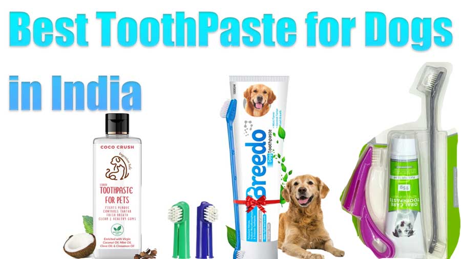 best toothpastes for dogs in India