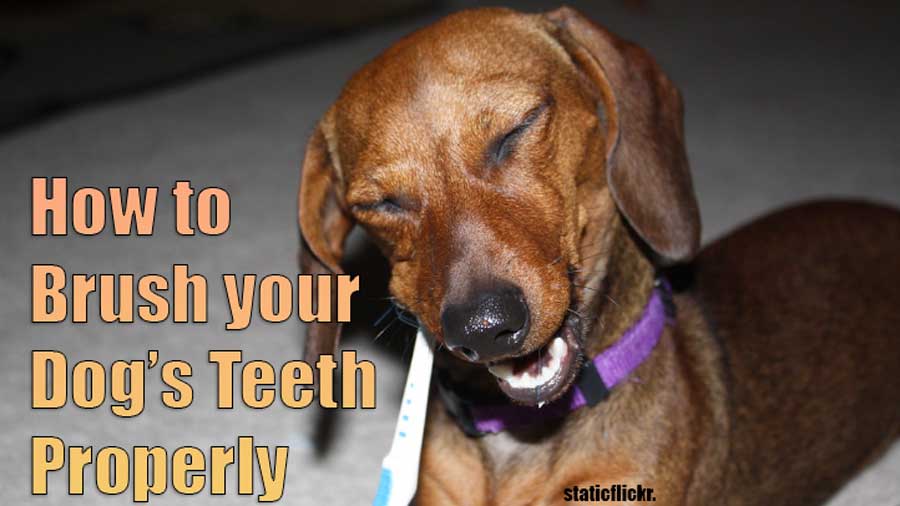 brush your dog teeth without licking