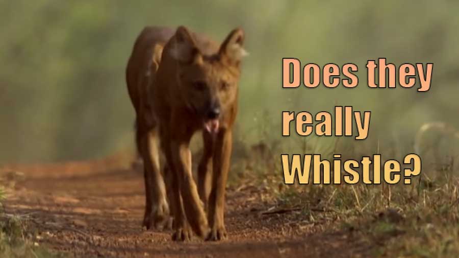 Indian Whistling Dog: Does it really whistle?