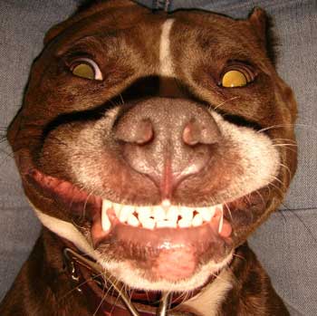 Doggy Smile Hack benefits