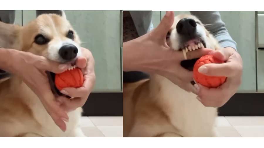 Brush Your Dog's Teeth without Having Them Lick