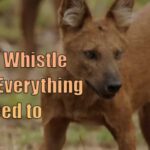 Indian whistling dogs everything you need to know