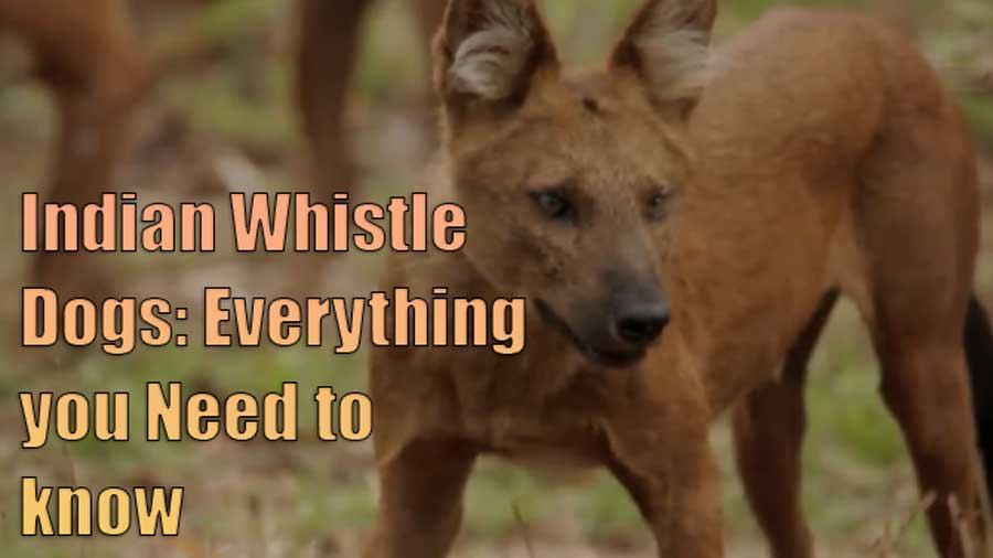 Indian whistling dogs everything you need to know