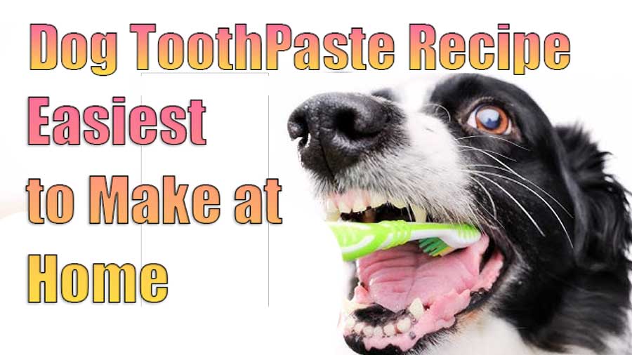 how to make toothpaste for dogs at home